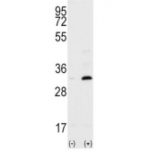 Western blot testing of 1) non-transfected and 2) transfected 293 cell lysate with CD82 antibody. 
