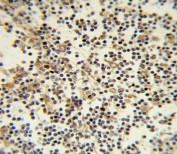 IHC testing of FFPE human lymph tissue with CD82 antibody. HIER: steam section in pH6 citrate buffer for 20 min and allow to cool prior to staining.