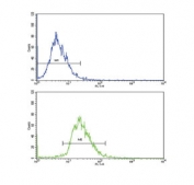 Flow cytometry testing of human HepG2 cells with CD82 antibody; Blue=isotype control, Green= CD82 antibody.