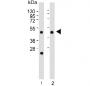 Western blot testing of 1) mouse spleen and 2) human MKN45 lysate with CTSE antibody. Predicted molecular weight ~43 kDa.