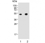 Western blot testing of 1) mouse stomach and 2) rat stomach lysate with CTSE antibody. Predicted molecular weight ~43 kDa.