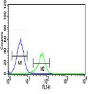 Flow cytometry testing of human K562 cells with CTSE antibody; Blue=isotype control, Green= CTSE antibody.