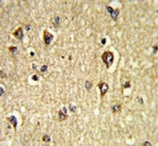 IHC testing of FFPE human brain tissue with GAS7 antibody. HIER: steam section in pH6 citrate buffer for 20 min and allow to cool prior to staining.