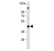 Western blot testing of human cerebellum lysate with GAS7 antibody. Predicted molecular weight: 39-54 kDa (multiple isoforms).