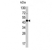 Western blot testing of mouse cerebellum lysate with GAS7 antibody. Predicted molecular weight: 39-54 kDa (multiple isoforms).