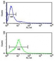 Flow cytometry testing of human Jurkat cells with GAS7 antibody; Blue=isotype control, Green= GAS7 antibody.