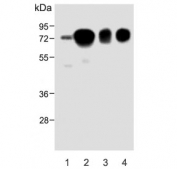 Western blot testing of 1) human HepG2, 2) human plasma, 3) mouse plasma and 4) rat plasma lysate with HPX antibody. Predicted molecular weight: 52-75 kDa depending on glycosylation level.