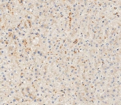 IHC testing of FFPE human liver tissue with HPX antibody. HIER: steam section in pH9 EDTA for 20 min and allow to cool prior to staining.