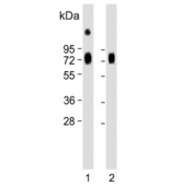 Western blot testing of 1) human liver and 2) rat liver lysate with HPX antibody. Predicted molecular weight: 52-75 kDa depending on glycosylation level.