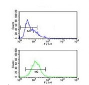 Flow cytometry testing of human CCRF-CEM cells with HPX antibody; Blue=isotype control, Green= HPX antibody.