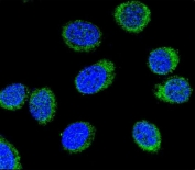 Immunofluorescent staining of human HEK293 cells with Serpin C1 antibody (green) and DAPI nuclear stain (blue).