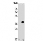Western blot testing of 1) non-transfected and 2) transfected 293 cell lysate with MLF1 antibody.