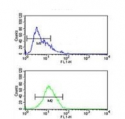 Flow cytometry testing of human CCRF-CEM cells with MLF1 antibody; Blue=isotype control, Green= MLF1 antibody.