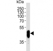 Western blot testing of human brain lysate with CDK14 antibody. Predicted molecular weight ~53 kDa.