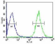 Flow cytometry testing of human HepG2 cells with CDK14 antibody; Blue=isotype control, Green= CDK14 antibody.