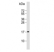 Western blot testing of human HeLa cell lysate with PTP4A2 antibody. Predicted molecular weight ~19 kDa.