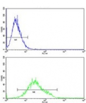 Flow cytometry testing of human K562 cells with GTF2I antibody; Blue=isotype control, Green= GTF2I antibody.