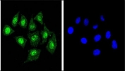 Immunofluorescent staining of human HEK293 cells with CBFB antibody (green) and DAPI nuclear stain (blue).