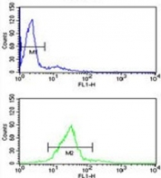 Flow cytometry testing of human HL60 cells with CBFB antibody; Blue=isotype control, Green= CBFB antibody.