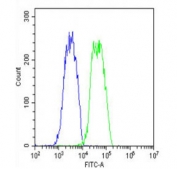 Flow cytometry testing of fixed and permeabilized human HepG2 cells with TSP5 antibody; Blue=isotype control, Green= TSP5 antibody.
