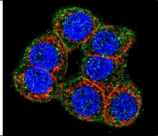 Immunofluorescent staining of human HEK293 cells with Cystathionine Beta Synthase antibody (green), DAPI nuclear stain (blue) and anti-Actin (red).