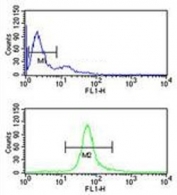 Flow cytometry testing of human Ramos cells with Cystathionine Beta Synthase antibody; Blue=isotype control, Green= Cystathionine Beta Synthase antibody.