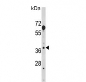Western blot testing of mouse NIH 3T3 cell lysate with HOMER3 antibody. Predicted molecular weight ~40 kDa, can be observed at 45-47 kDa.