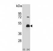 Western blot testing of 1) non-transfected and 2) transfected 293 cell lysate with HOMER3 antibody.