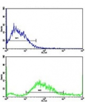 Flow cytometry testing of human SK-BR-3 cells with HOMER3 antibody; Blue=isotype control, Green= HOMER3 antibody.