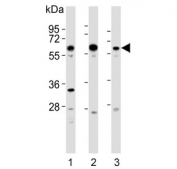 Western blot testing of human 1) HeLa, 2) HepG2 and 3) Ramos lysate with GRK5 antibody. Predicted molecular weight ~68 kDa.