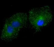 Immunofluorescent staining of fixed and permeabilized human A549 cells with LYK5 antibody (green) and DAPI nuclear stain (blue).