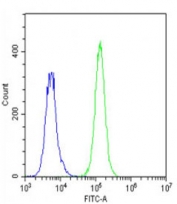 Flow cytometry testing of fixed and permeabilized human A549 cells with LYK5 antibody; Blue=isotype control, Green= LYK5 antibody.