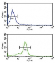 Flow cytometry testing of human MDA-MB-435 cells with MSRA antibody; Blue=isotype control, Green= MSRA antibody.