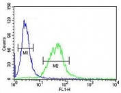 Flow cytometry testing of human HEK293 cells with BCOR antibody; Blue=isotype control, Green= BCOR antibody.