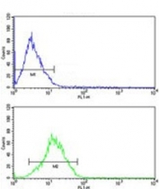 Flow cytometry testing of human MCF7 cells with RBM3 antibody; Blue=isotype control, Green= RBM3 antibody.