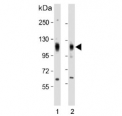 Western blot testing of human 1) HeLa and 2) NCI-H460 cell lysate with EphA4 antibody. Expected molecular weight: 110-130 kDa depending on glycosylation level.