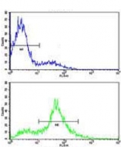 Flow cytometry testing of human CCRF-CEM cells with EphA4 antibody; Blue=isotype control, Green= EphA4 antibody.