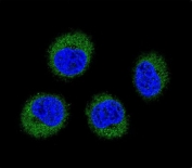 Immunofluorescent staining of human MDA-MB-231 cells with FGR antibody (green) and DAPI nuclear stain (blue).