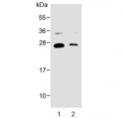 Western blot testing of 1) human brain and 2) rat brain lysate with NTF3 antibody. Predicted molecular weight ~29 kDa.