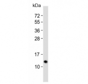 Western blot testing of human recombinant partial protein with NTF3 antibody.