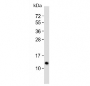 Western blot testing of human recombinant partial protein with NTF3 antibody.