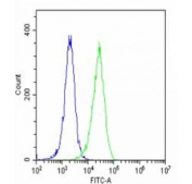 Flow cytometry testing of fixed and permeabilized human HeLa cells with NTF3 antibody; Blue=isotype control, Green= NTF3 antibody.