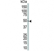 Western blot testing of mouse liver lysate with MEK2 antibody. Expected molecular weight: 45-50 kDa.