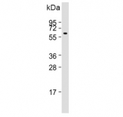 Western blot testing of human kidney lysate with PI4K2A antibody. Predicted molecular weight ~54 kDa.