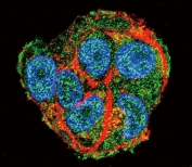 Immunofluorescent staining of human HepG2 cells with PEPCK1 antibody (green), DAPI nuclear stain (blue) and anti-Actin (red).