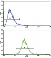 Flow cytometry testing of human CCRF-CEM cells with VAP-1 antibody; Blue=isotype control, Green= VAP-1 antibody.