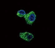 Immunofluorescent staining of human HepG2 cells with PIGR antibody (green) and DAPI nuclear stain (blue).