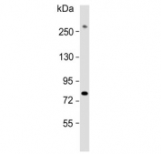 Western blot testing of human HepG2 cell lysate with PIGR antibody. Predicted molecular weight ~83 kDa.