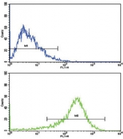 Flow cytometry testing of human HepG2 cells with PIGR antibody; Blue=isotype control, Green= PIGR antibody.