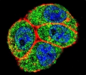 Immunofluorescent staining of human HeLa cells with Focal Adhesion Kinase antibody (green), DAPI nuclear stain (blue) and anti-Actin (red).